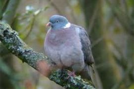 Browse a selection of wood pigeon hunting trips in Bulgaria. Direct offers from outfitters in Hunting area Аламовци 4984 on bghunters.com & Bulgaria Hunting Trips, Аламовци, община Златоград, област Смолян, п.к.4984.