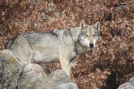 Browse a selection of wolf hunting trips in Bulgaria. Direct offers from outfitters in predator hunting area Бежаново 5792 on bghunters.com & Bulgaria Hunting Trips, Бежаново, община Луковит, област Ловеч, п.к.5792.