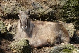 Browse a selection of Himalayan tahr hunting in Bulgaria. Direct offers from outfitters in Hunting area Блатец 8878 on bghunters.com & Bulgaria Hunting Trips, Блатец, община Сливен, област Сливен, п.к.8878.