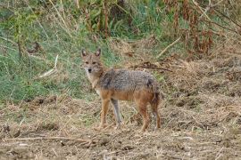 Browse a selection of golden jackal hunting trips in Bulgaria. Direct offers from outfitters in predator hunting area Киноцентър София 1616 on bghunters.com & Bulgaria Hunting Trips, улица Кумата 84, Киноцентър Бояна, район Витоша, София град, п.к.1616.