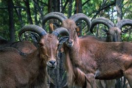 Browse a selection of Barbary sheep hunting in Bulgaria. Direct offers from outfitters in Hunting area Чернолик 7693 on bghunters.com & Bulgaria Hunting Trips, Чернолик, община Дулово, област Силистра, п.к.7693.