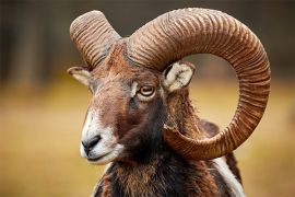 Browse a selection of Mouflon hunting in Bulgaria. Direct offers from outfitters in Hunting area АЕЦ Козлодуй 3321 on bghunters.com & Bulgaria Hunting Trips, Площадка АЕЦ, АЕЦ, Козлодуй, община Козлодуй, област Враца, п.к.3321.