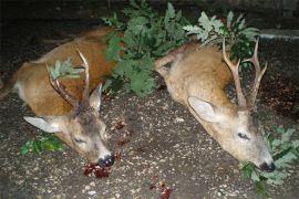 Browse a selection of Fallow deer hunting in Bulgaria. Direct offers from outfitters in Hunting area Аврен on bghunters.com & Bulgaria Hunting Trips, 40 Lomsko Shose Street, Nadezhda 2, Sofia, Bulgaria, postcode 1220.