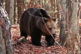 Bulgaristan'daki çeşitli Av gezilerine göz atın. Avcılık bölgesindeki donanımcılardan doğrudan teklifler Аламовци 4984 - bghunters.com & Bulgaria Hunting Trips, Аламовци, община Златоград, област Смолян, п.к.4984.