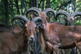 Browse a selection of Barbary sheep hunting in Bulgaria. Direct offers from outfitters in Hunting area Бобов дол on bghunters.com & Bulgaria Hunting Trips, 40 Lomsko Shose Street, Nadezhda 2, Sofia, Bulgaria, postcode 1220.