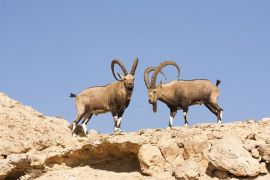 Browse a selection of Bezoar ibex hunting in Bulgaria. Direct offers from outfitters in Hunting area Бобов дол on bghunters.com & Bulgaria Hunting Trips, 40 Lomsko Shose Street, Nadezhda 2, Sofia, Bulgaria, postcode 1220.