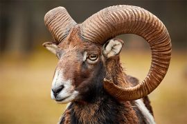 Browse a selection of Mouflon hunting in Bulgaria. Direct offers from outfitters in Hunting area Бобов дол on bghunters.com & Bulgaria Hunting Trips, 40 Lomsko Shose Street, Nadezhda 2, Sofia, Bulgaria, postcode 1220.