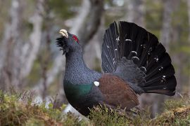 Browse a selection of Wood grouse hunting in Bulgaria. Direct offers from outfitters in Hunting area Бобов дол on bghunters.com & Bulgaria Hunting Trips, 40 Lomsko Shose Street, Nadezhda 2, Sofia, Bulgaria, postcode 1220.