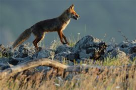 Browse a selection of red fox hunting trips in Bulgaria. Direct offers from outfitters in predator hunting area Бобов дол on bghunters.com & Bulgaria Hunting Trips, 40 Lomsko Shose Street, Nadezhda 2, Sofia, Bulgaria, postcode 1220.