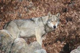 Browse a selection of wolf hunting trips in Bulgaria. Direct offers from outfitters in predator hunting area Бобов дол on bghunters.com & Bulgaria Hunting Trips, 40 Lomsko Shose Street, Nadezhda 2, Sofia, Bulgaria, postcode 1220.