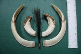 Durchsuchen Sie eine Auswahl an Jagdreisen in Bulgarien. Direkte Angebote von Ausrüstern im Jagdgebiet in Богородица 2875 - bghunters.com & Bulgaria Hunting Trips, Богородица, община Петрич, област Благоевград, п.к.2875.