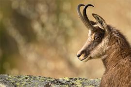 Browse a selection of Chamois hunting in Bulgaria. Direct offers from outfitters in Hunting area Бостаните 3952 on bghunters.com & Bulgaria Hunting Trips, Бостаните, община Чупрене, област Видин, п.к.3952.