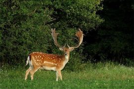 Browse a selection of Fallow deer hunting in Bulgaria. Direct offers from outfitters in Hunting area Ботевград on bghunters.com & Bulgaria Hunting Trips, 40 Lomsko Shose Street, Nadezhda 2, Sofia, Bulgaria, postcode 1220.