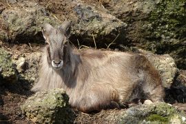 Browse a selection of Himalayan tahr hunting in Bulgaria. Direct offers from outfitters in Hunting area Грамада on bghunters.com & Bulgaria Hunting Trips, 40 Lomsko Shose Street, Nadezhda 2, Sofia, Bulgaria, postcode 1220.