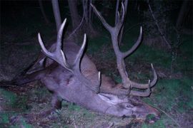 Browse a selection of Fallow deer hunting in Bulgaria. Direct offers from outfitters in Hunting area Разсадника Коньовица София 1330 on bghunters.com & Bulgaria Hunting Trips, 40 Lomsko Shose Street, Nadezhda 2, Sofia, Bulgaria, postcode 1220.
