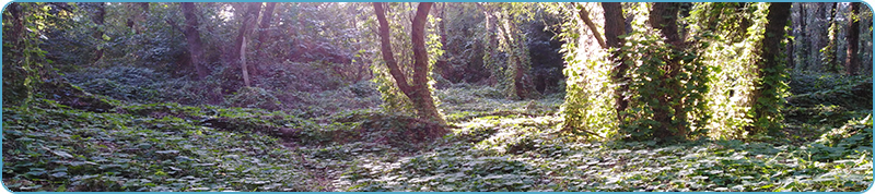 Browse a selection of Red deer hunting in Bulgaria. Direct offers from outfitters in Hunting area Камера-художник Враца 3000 on bghunters.com & Bulgaria Hunting Trips, улица Войводин дол 5, жк Камера-художник, Враца, община Враца, област Враца, п.к.3000.